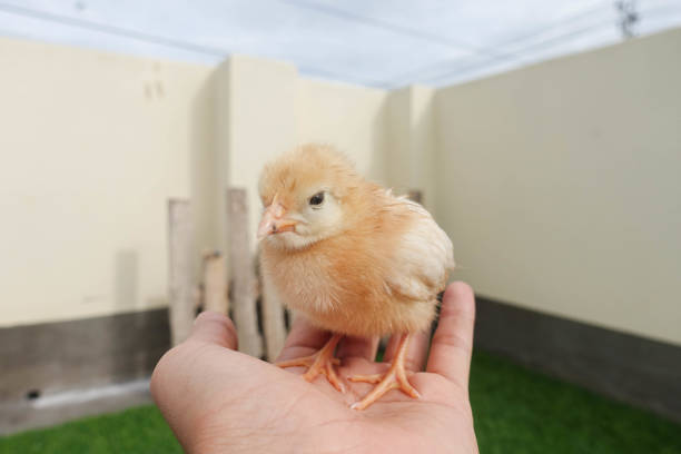 детские цыпленок 2 недели в руке - baby chicken eggs young bird easter стоковые фото и изображения