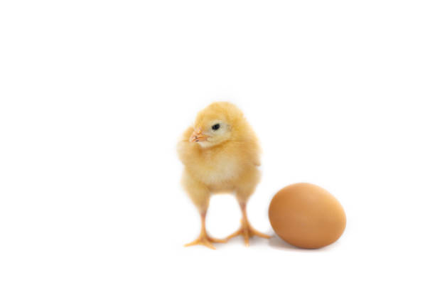 Baby chick 2 weeks old  sleepy on white background