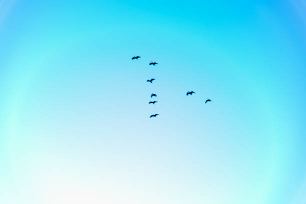 istock Silhouette of migratory birds 1218479941