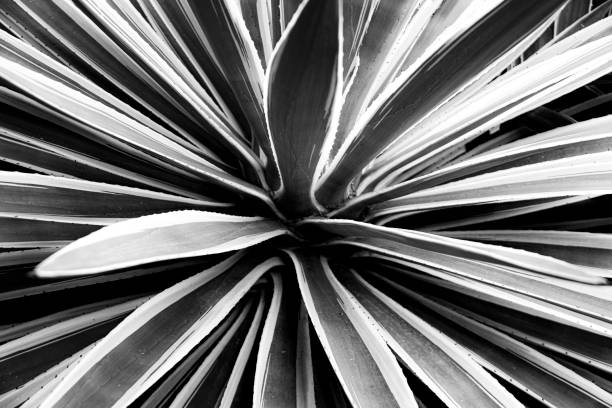 istock Black and White, Agave, Leaves, Australia 1218480635