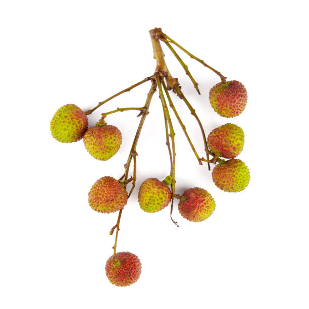 istock Fresh litchi isolated on white background. 1218481598