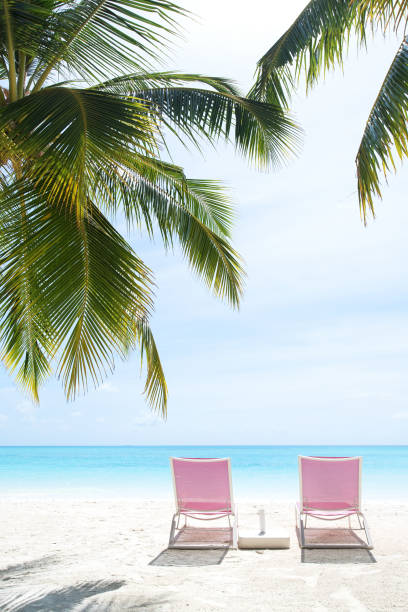 istock Pink lounge chairs under palm trees on the tropical paradise beach 1218482409