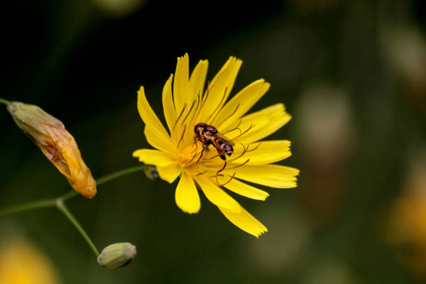 istock Bee placed on yellow flower blurred background stock photo 1218482559