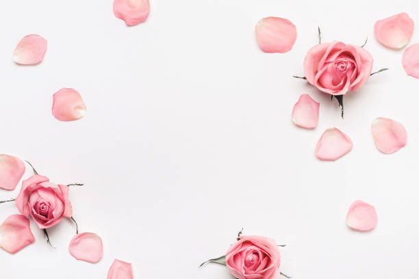 istock Pastel pink roses frame on white background. Beautiful flower arrangement for your design 1218482575