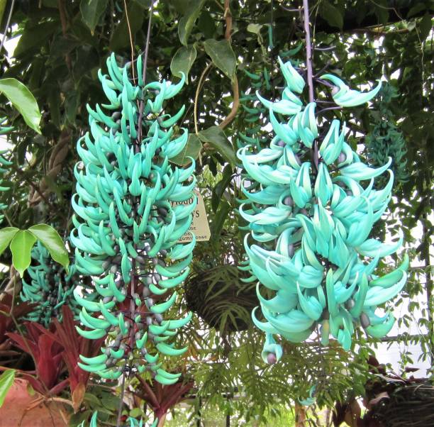 istock Two unusual Philippine jade flowers hanging in a garden 1218483092