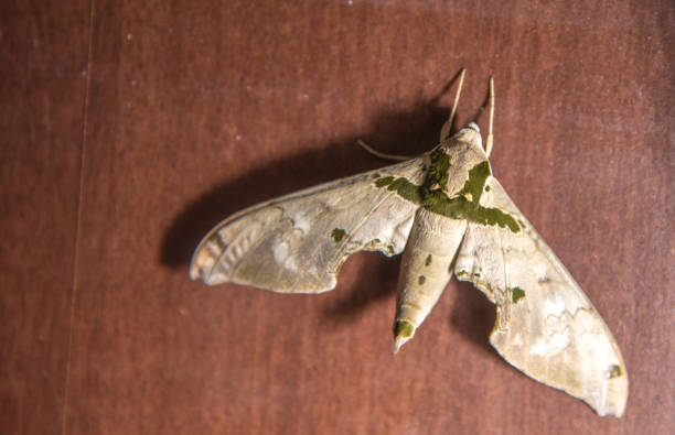 Moths or moths are lepidopteran insects from the heterocerous division. In some regions, larger, dark-colored specimens are called \