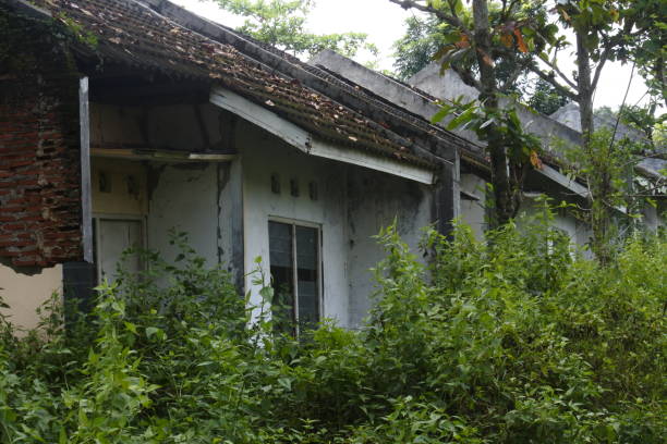 istock An empty house with a bush suitable as a horror situation or an urban legend story 1218483365