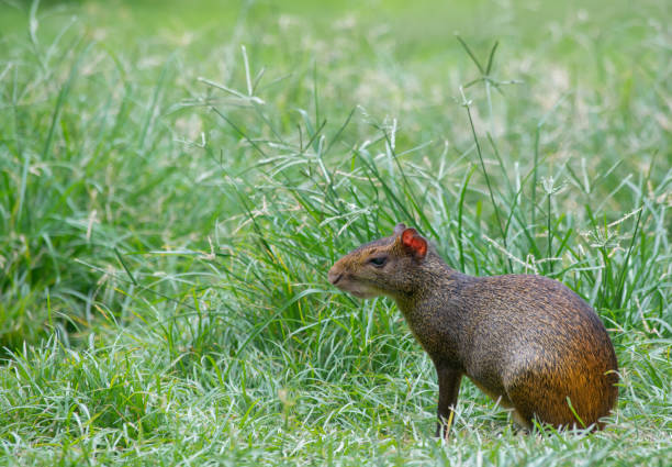 Agouti (Dasyprocta leporina) sitting on the grass in Campo do Santana park, Rio de Janeiro, Brazil. This rodent is known as Cutia in Brazil. Agouti (Dasyprocta leporina) sitting on the grass in Campo do Santana Park which is in the downtown of the city. This rodent is known as Cutia in Brazil. dasyprocta stock pictures, royalty-free photos & images