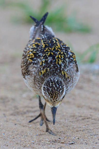 istock Pacific Golden Plover - Pluvialis fulva 1218484273