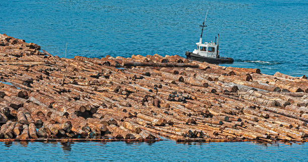 Log Raft or Timber rafting is a log transportation method in which logs are tied together into rafts and drifted or pulled across a water body or down a flatter river. It may be referred to as timber floating. Port McNeil, Vancouver Island, British Columbia, Canada log raft or timber rafting es un método de transporte de troncos en el que los troncos se unen en balsas y a la deriva o tirado a través de un cuerpo de agua o por un río más plano. puede denominarse madera flotante. port mcneil, vancouver island, brit
