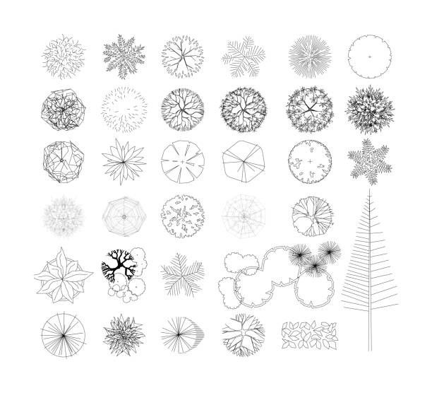 ilustrações, clipart, desenhos animados e ícones de vista superior e vista lateral, conjunto de elementos gráficos de árvores delineiam símbolo para arquitetura e desenho de paisagem. ilustração vetorial - landscape design landscaped plan