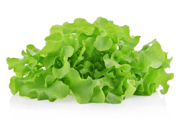 istock Green oak lettuce isolated on white background. 1218487859