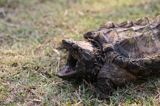 Happy Alligator Snapping Turtle on the grass in Thailand