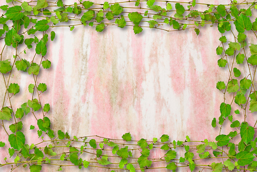 Overhead shot of frame of Ivy on Washi paper.