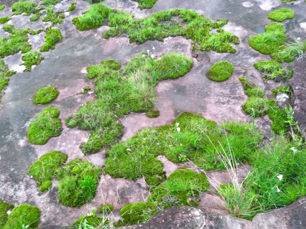 istock Green grass and  lichen moss on ground 1218490739