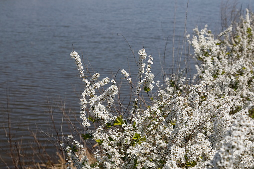 a beautiful spring scene with white flowers
