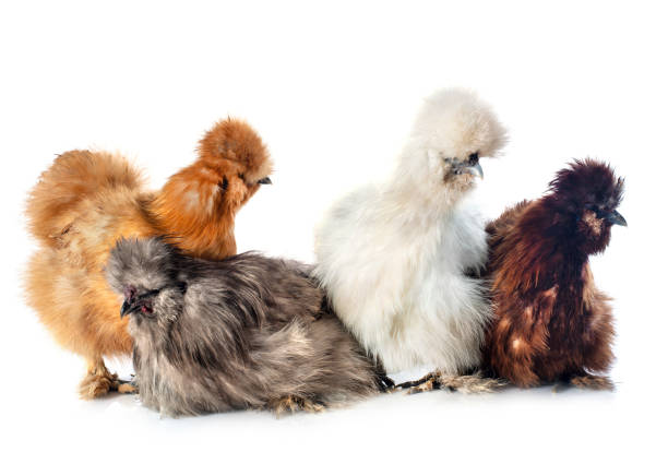 group of bantam silkies group of bantam silkies on a white background bantam stock pictures, royalty-free photos & images