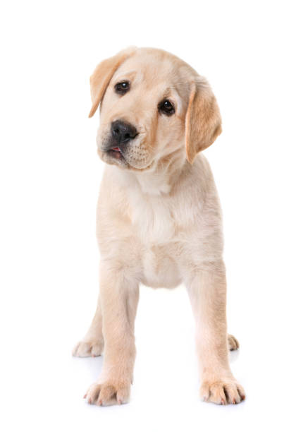 istock puppy labrador retriever 1218491494