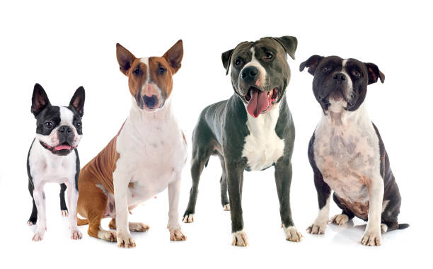 istock group of terriers 1218491539