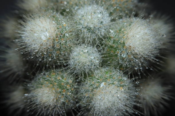 istock A close-up shot of cactus. 1218493572