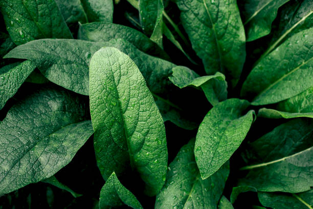 istock Green leaf with water drops. Green texture abstract background 1218494330