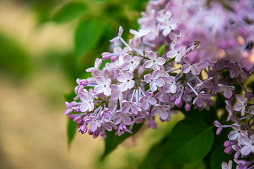 Flowers of Lilac tree