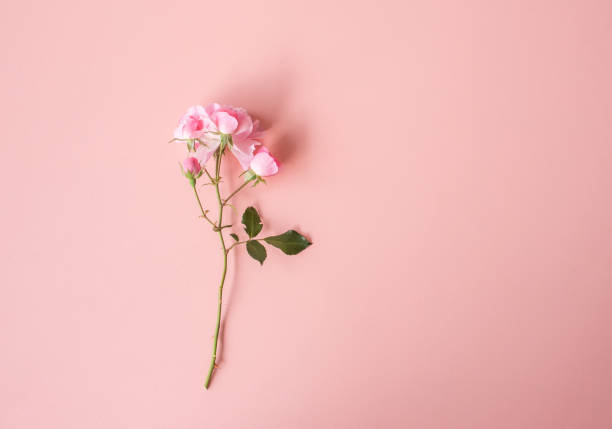 istock Shrub roses on pink background from above 1218495370