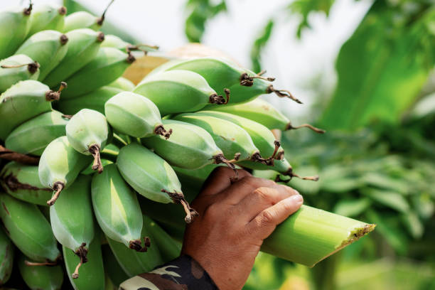 istock Gardeners carrying banana. 1218495475