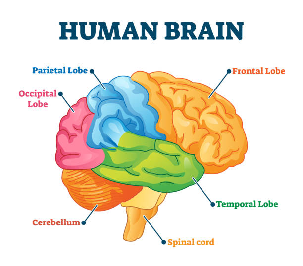 ilustrações, clipart, desenhos animados e ícones de ilustração de vetores cerebrais humanos. esquema de peças educacionais anatômicas rotulados - lobe