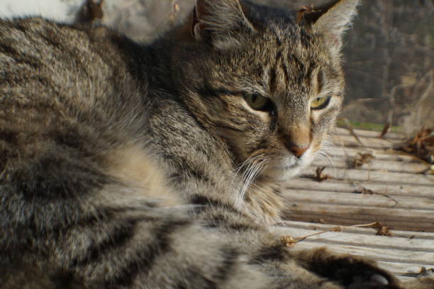 istock Cat in the garden 1218497161