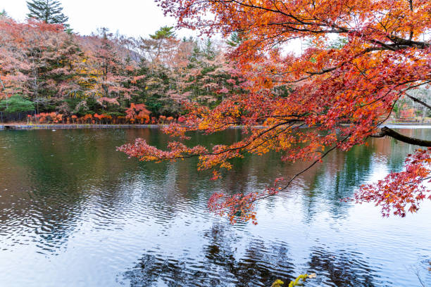 istock Yellow maple leaves fluttering in the wind at lake side 1218497263