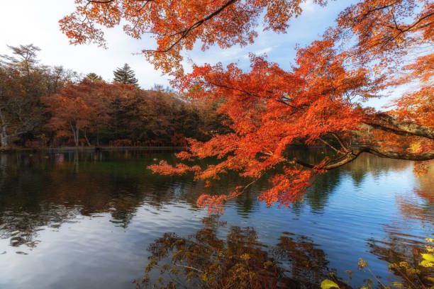 istock Yellow maple leaves fluttering in the wind at lake side 1218497333