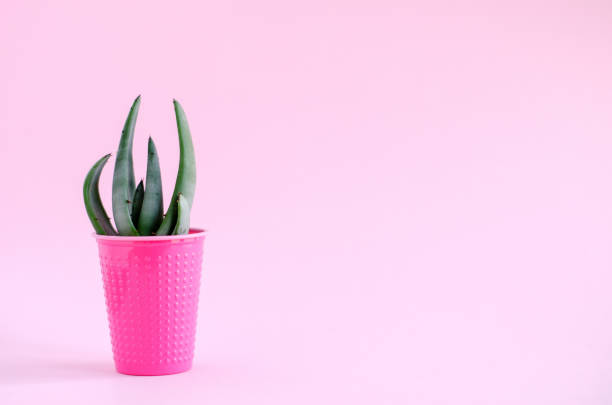 istock Cactus in a pot on an isolated background. Minimalism, horizontal image. 1218497497