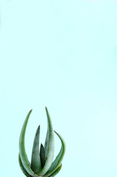 istock Cactus in a pot on an isolated background. Minimalism, horizontal image. 1218497500