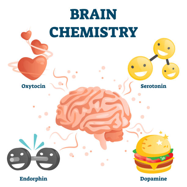 Brain chemistry vector illustration. Labeled happiness chemicals collection Brain chemistry vector illustration. Labeled educational happiness chemicals collection. Oxytocin, serotonin, endorphin and dopamine substances as human emotions. Animated various positive reactions. dopamine stock illustrations