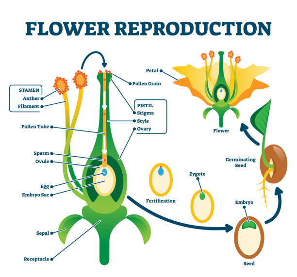 Flower reproduction vector illustration. Labeled process of new plants scheme Flower reproduction vector illustration. Labeled process of new plants scheme. Educational diagram with stamen and pistil structure and full egg development and fertilization stages from ovule to seed flower part stock illustrations
