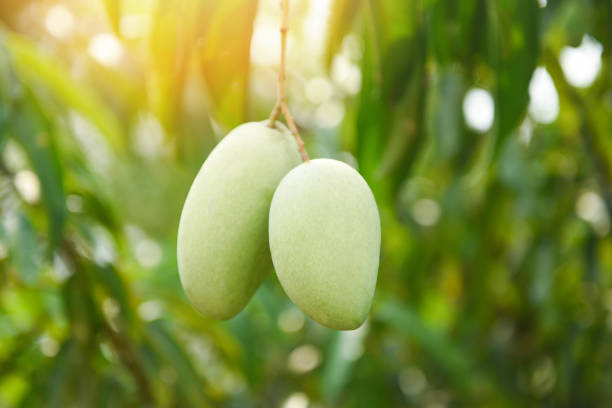 istock raw mango hanging on tree with leaf background in summer fruit garden orchard - green mango tree 1218498255
