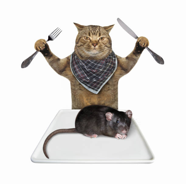istock Cat wants to eat rat 1218498544
