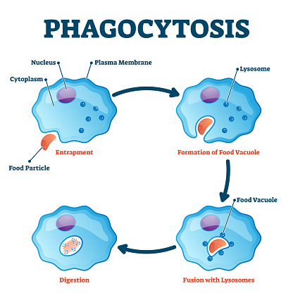 Phagocytosis vector illustration. Labeled endocytosis educational scheme. Cycle with entrapment, vacuole formation, lysosomes fusion and digestion process. Educational immune system mechanism closeup.