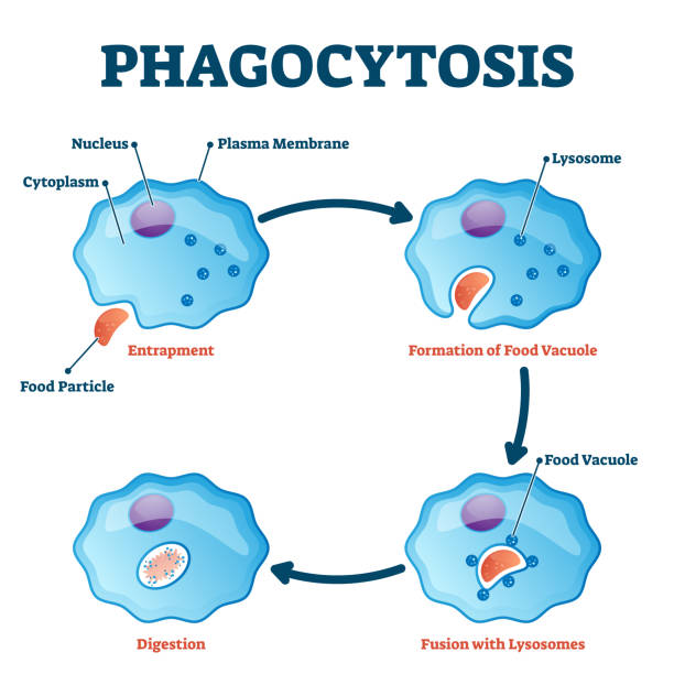 Phagocytosis vector illustration. Labeled endocytosis type educational scheme Phagocytosis vector illustration. Labeled endocytosis educational scheme. Cycle with entrapment, vacuole formation, lysosomes fusion and digestion process. Educational immune system mechanism closeup. human cell nucleus stock illustrations