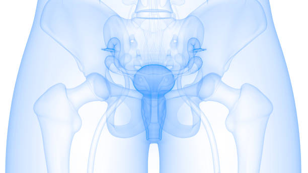 anatomie des weiblichen fortpflanzungssystems - vagina uterus human fertility x ray image stock-fotos und bilder