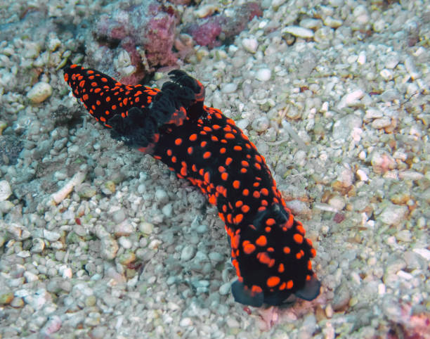 istock A bright spotted nudibranch (Nembrotha sp.) in the Philippines 1218500736