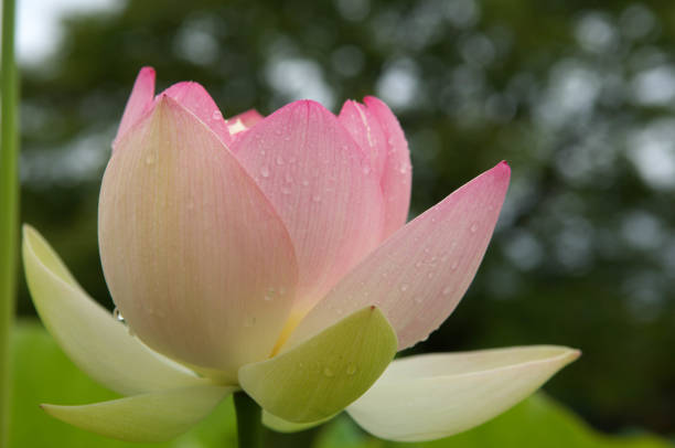 istock Lotus flowers colored like fruit peaches 1218502891