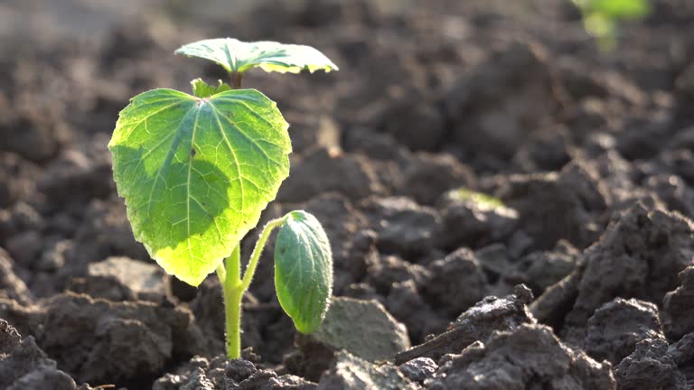 okra sapling in spring under morning sunshine