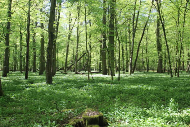 istock field of wild garlic blossoms 1218503025