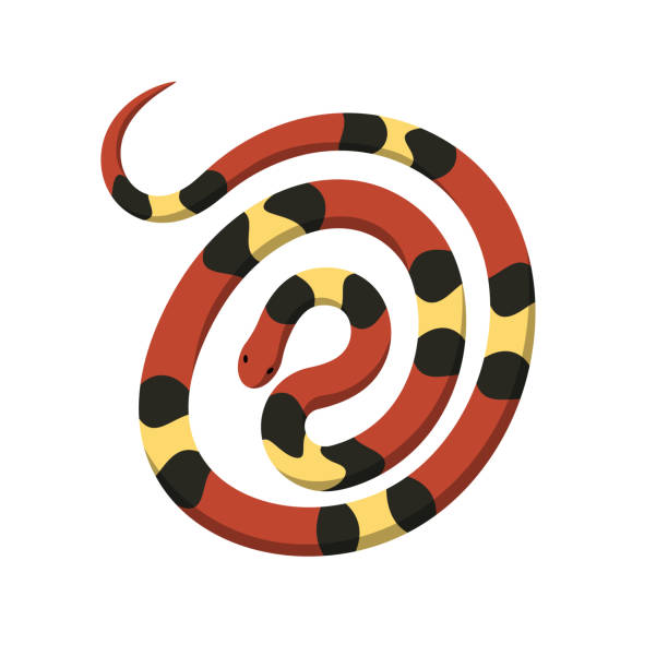 bildbanksillustrationer, clip art samt tecknat material och ikoner med rullade i spiral circle coral snake vector ikon - long list