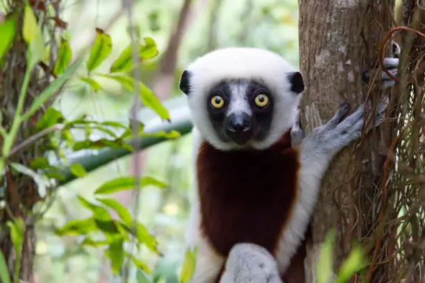 One portrait of a Sifaka lemur in the rainforest"n"n