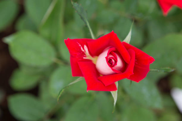 istock Top view blooming red rose flower over blurred green garden background 1218504084