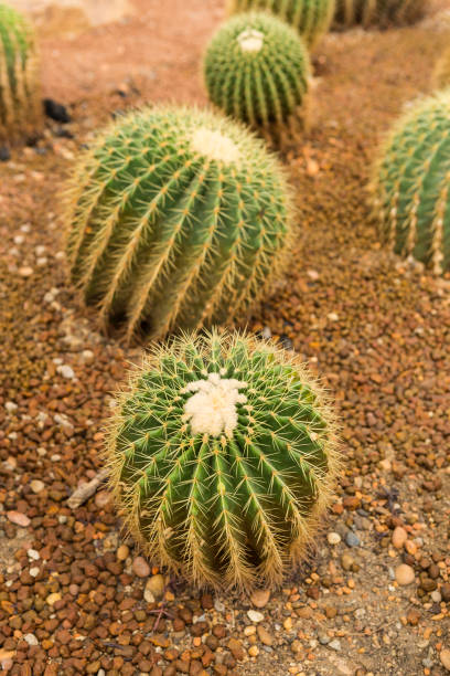 istock Golden Barrel cactus growing in the sand 1218504186
