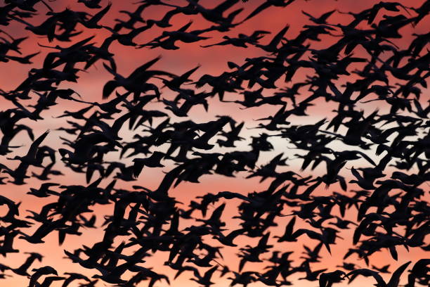istock Snow geese in the dawn, Bosque del Apache, New Mexico USA 1218504237